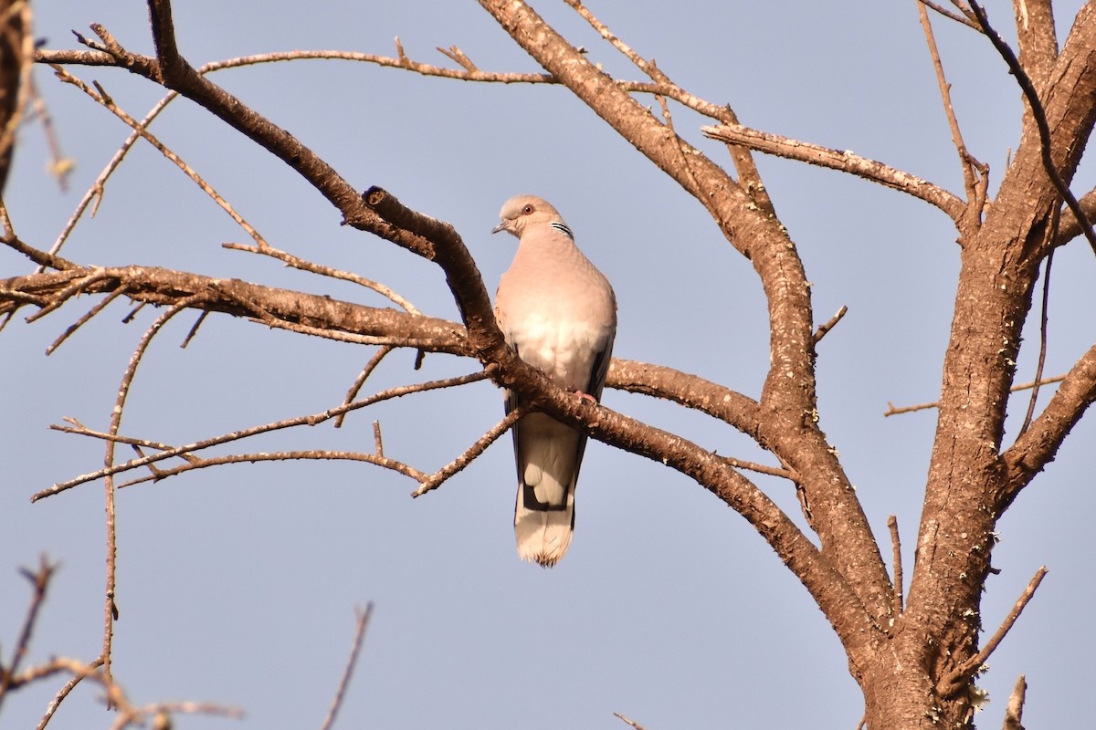 European Turtle-Dove - ML620005454