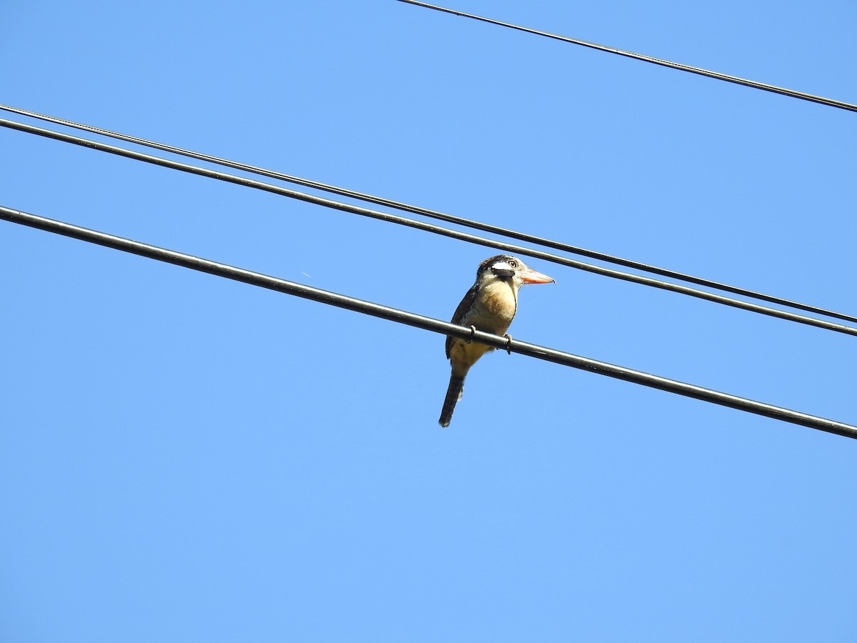 White-eared Puffbird - ML620005459