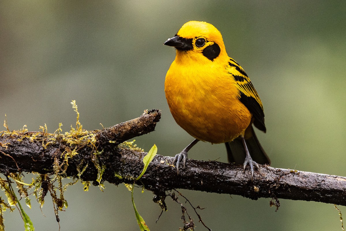 Golden Tanager - Michael Cook