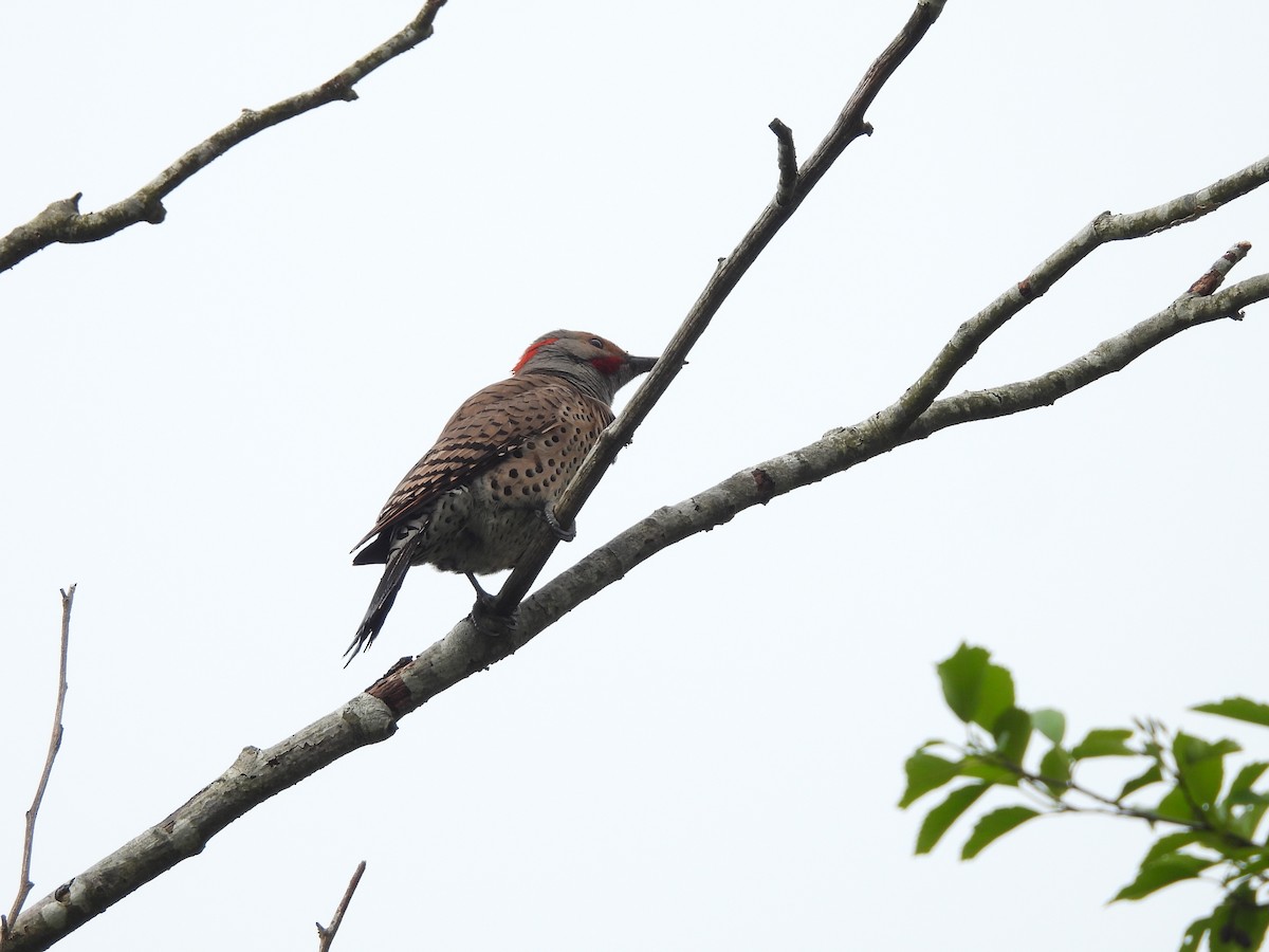 Northern Flicker - ML620005468