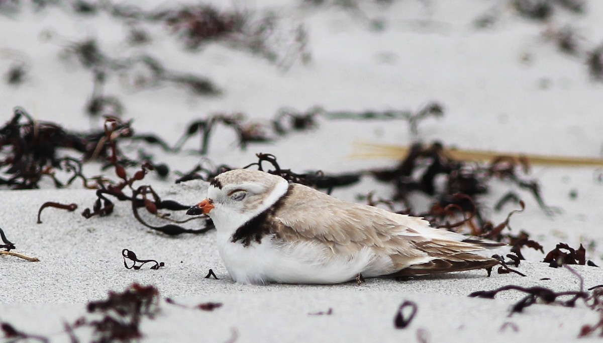 Piping Plover - ML620005474
