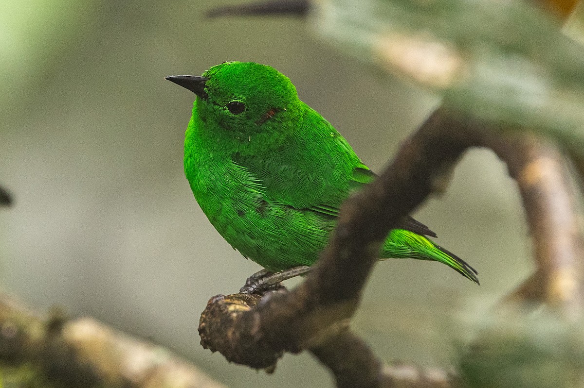 Glistening-green Tanager - Michael Cook