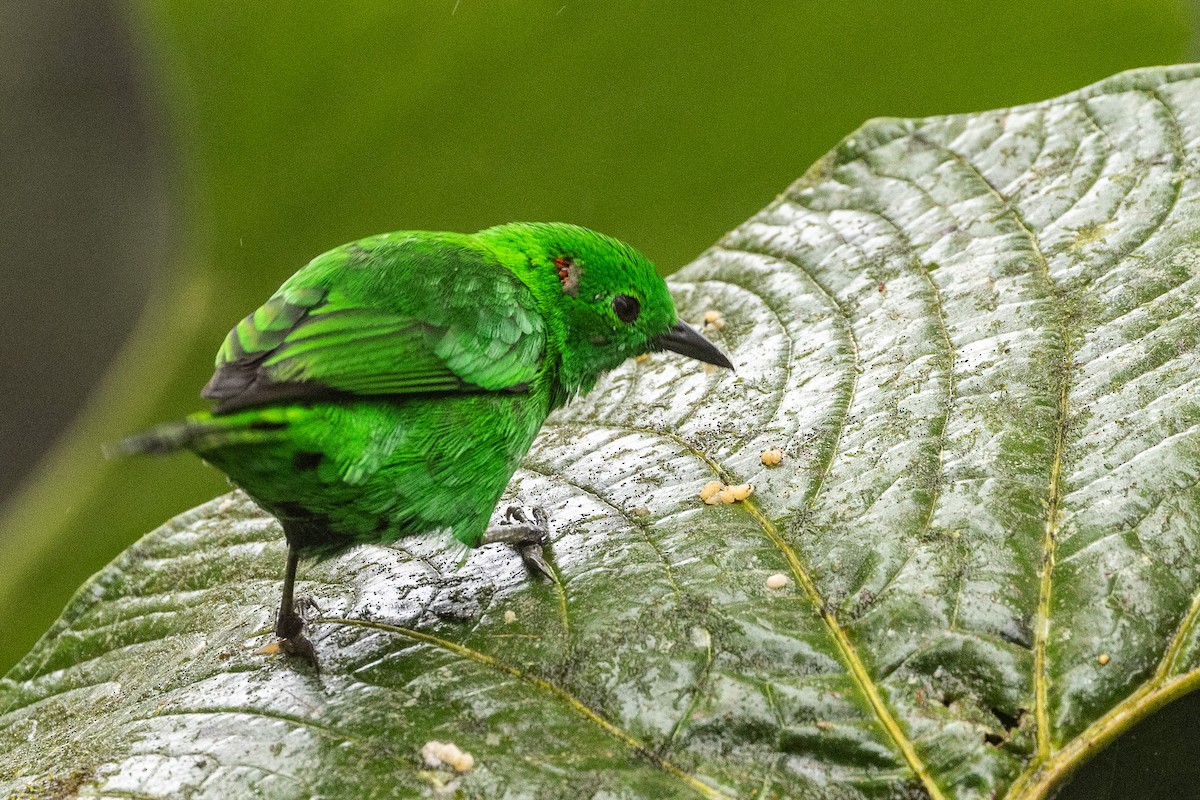 Glistening-green Tanager - ML620005481