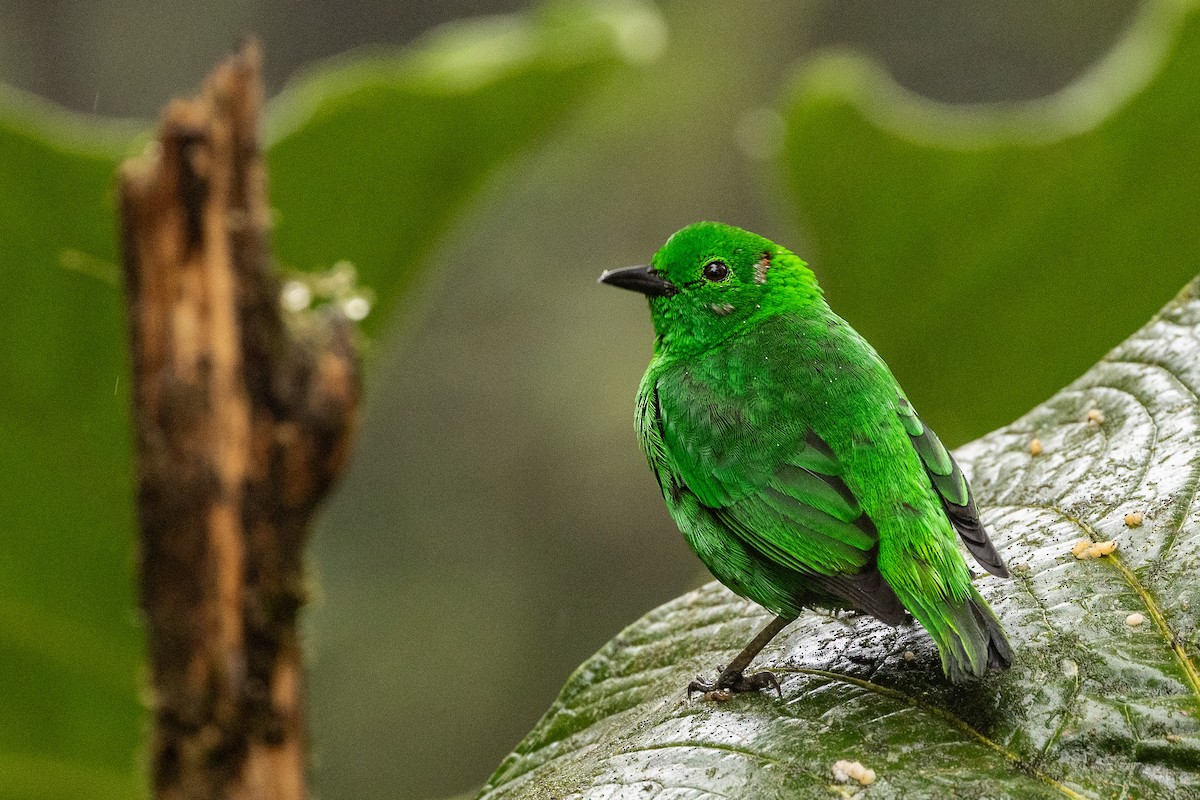Glistening-green Tanager - Michael Cook