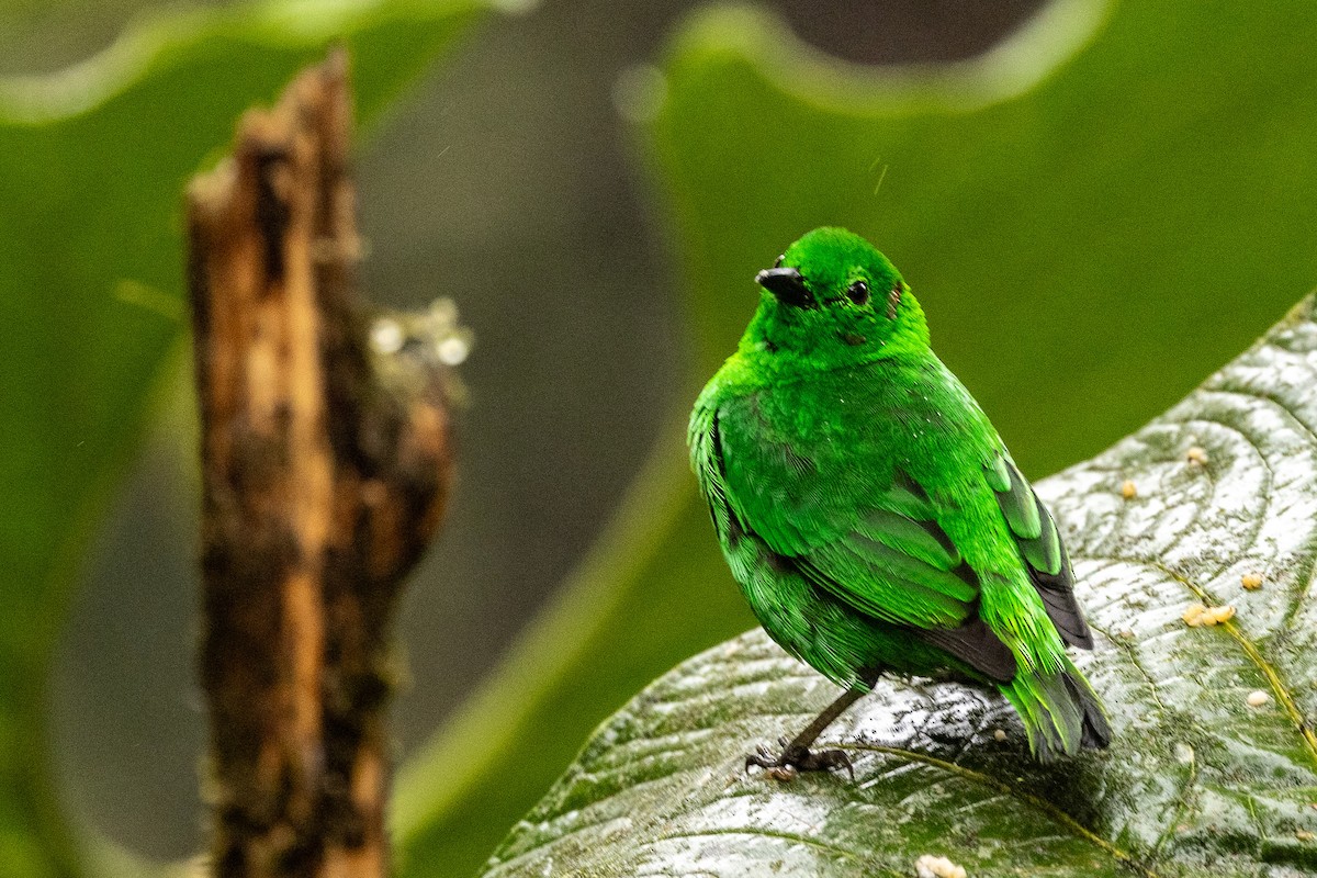 Glistening-green Tanager - ML620005483