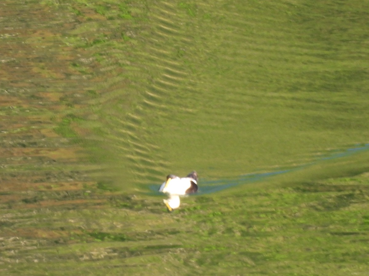 Common Eider - ML620005486