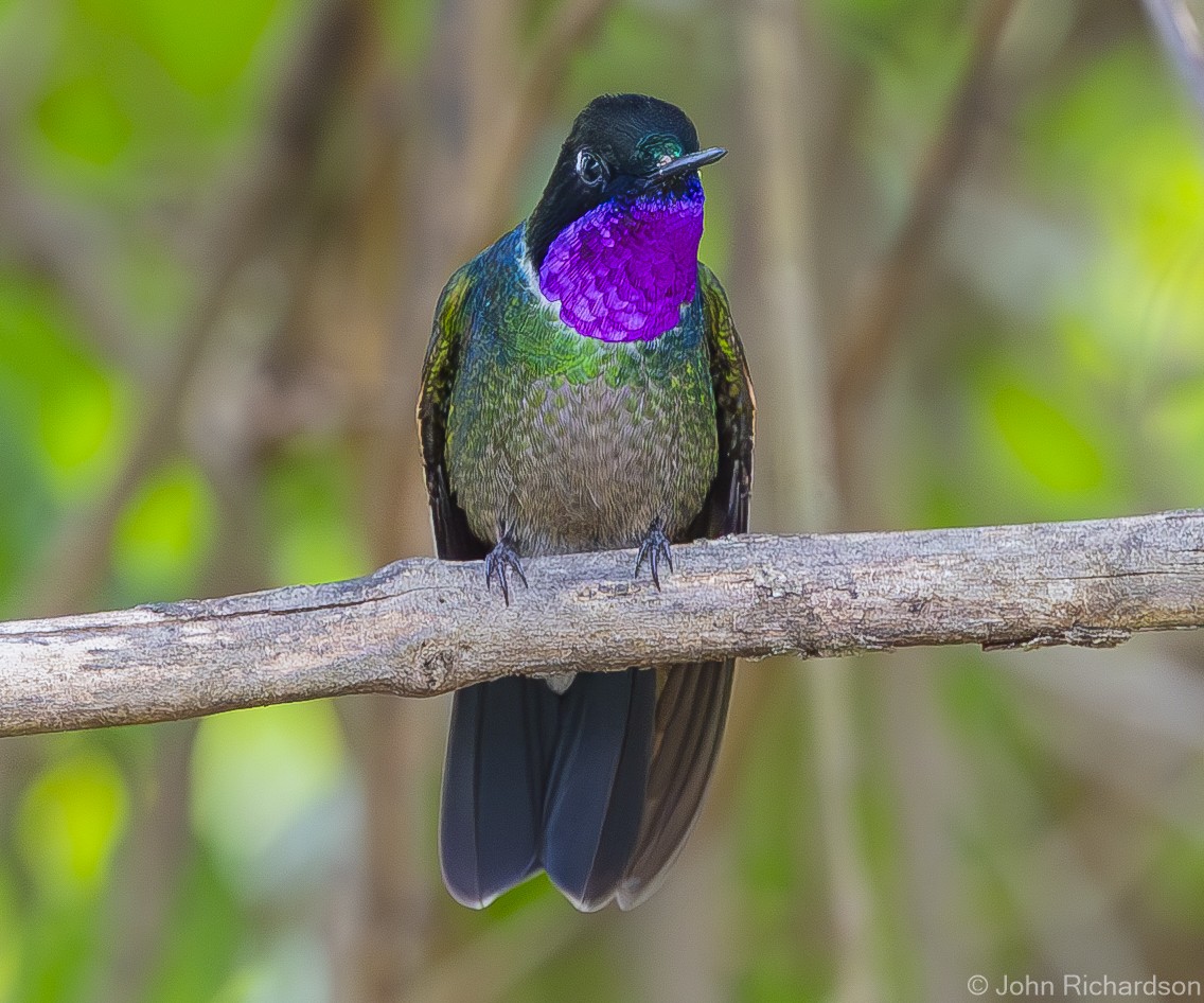 Colibrí Gorjiamatista (grupo clarisse) - ML620005487