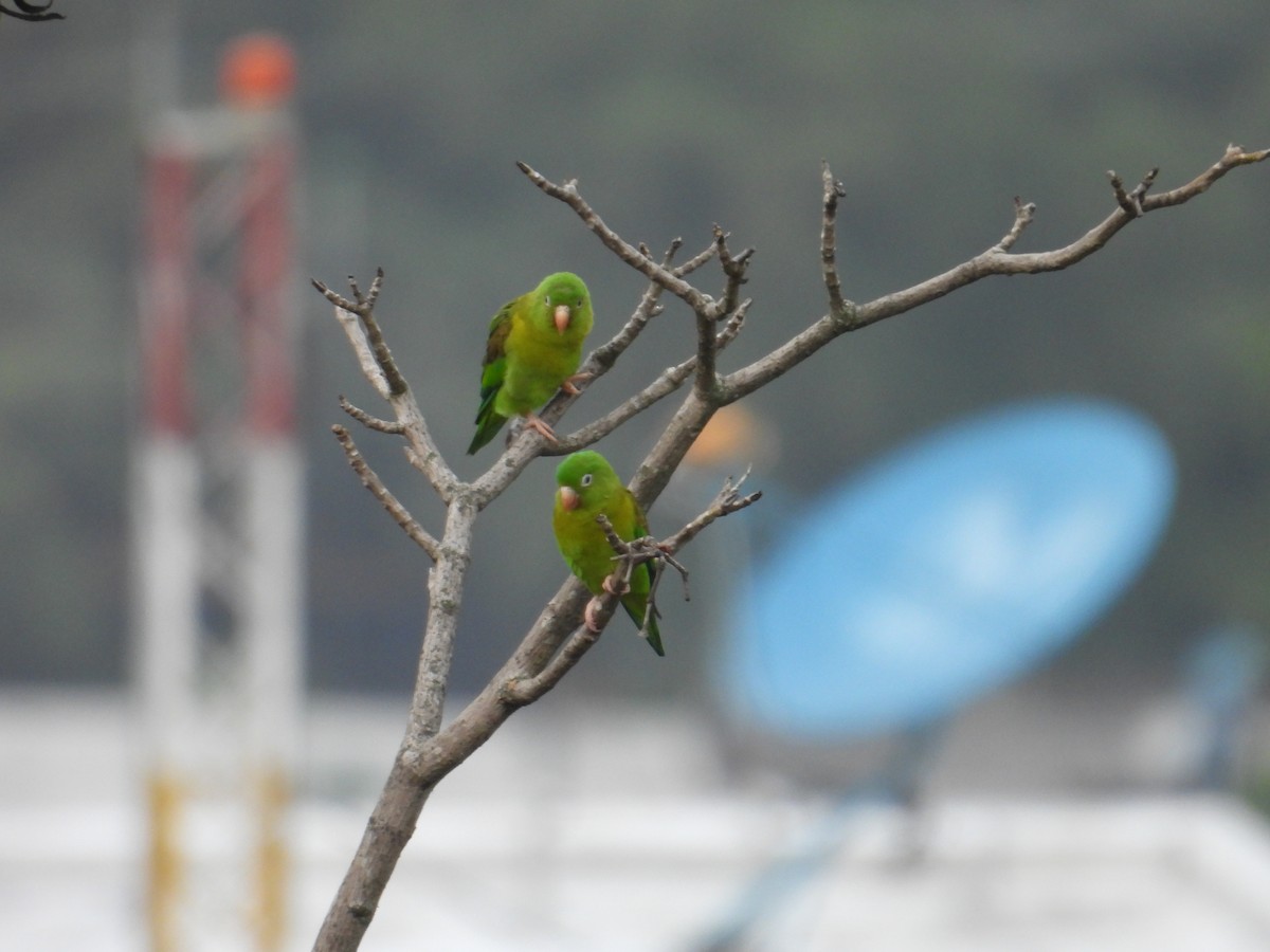 Orange-chinned Parakeet - Juan Ramírez