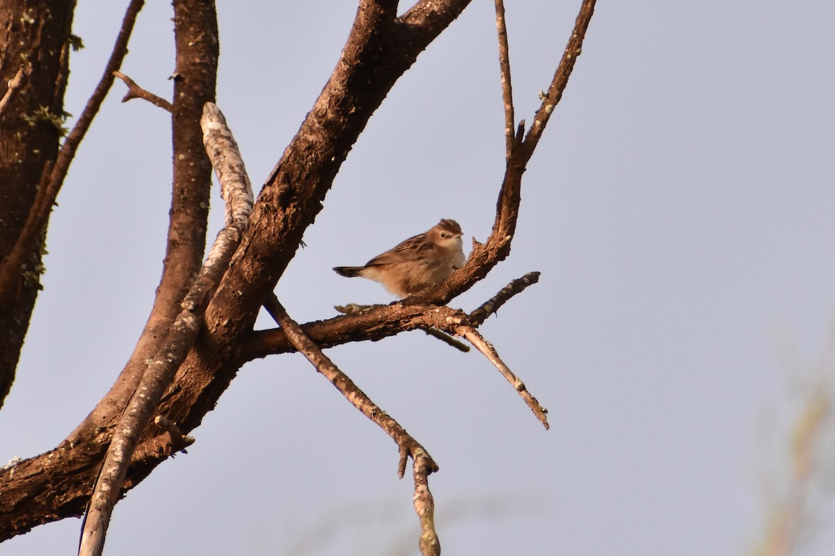 Zitting Cisticola - ML620005505