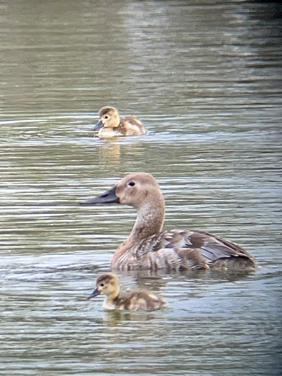 kanvasand - ML620005510