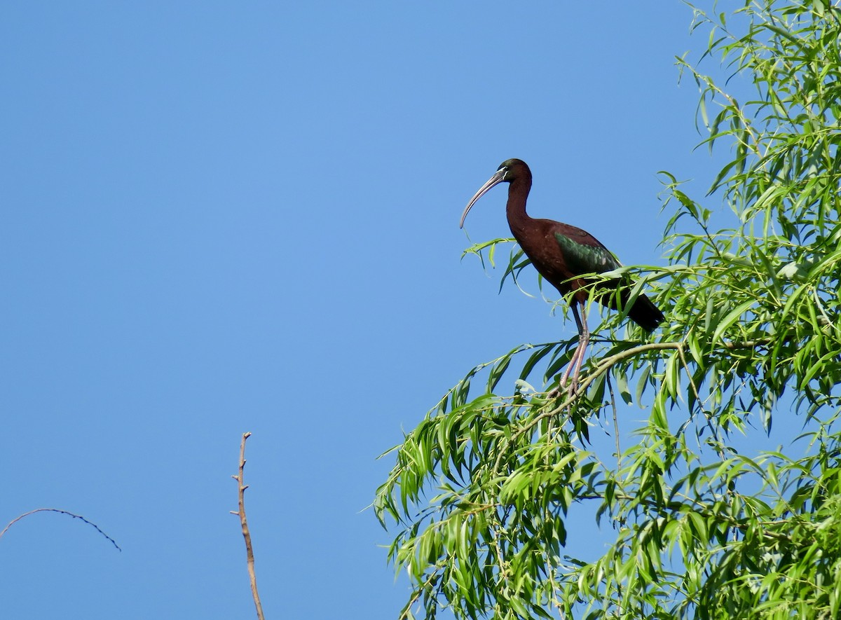 Glossy Ibis - ML620005511