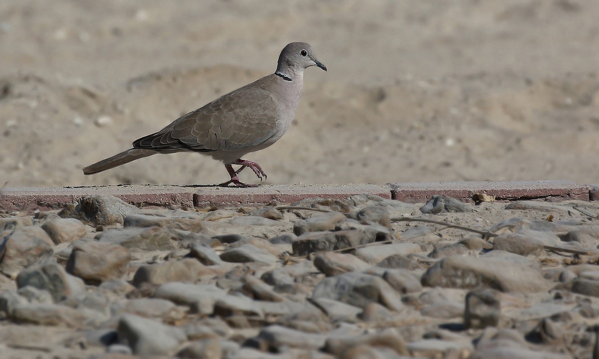 Eurasian Collared-Dove - ML620005518