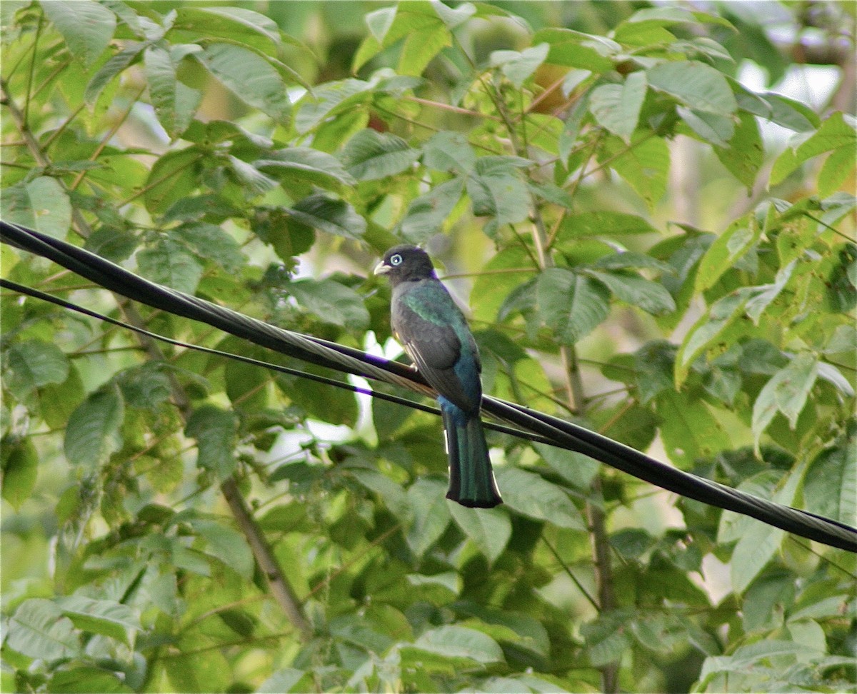 Black-headed Trogon - ML620005520