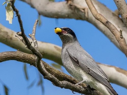 Black-faced Cuckooshrike - ML620005528