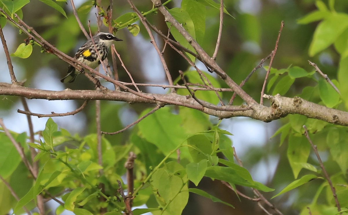 Yellow-rumped Warbler (Myrtle) - ML620005536