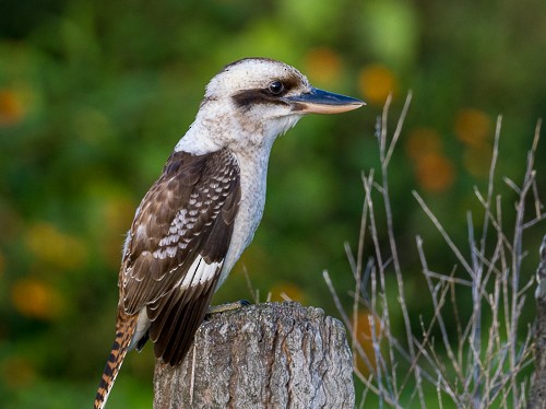 Laughing Kookaburra - ML620005543