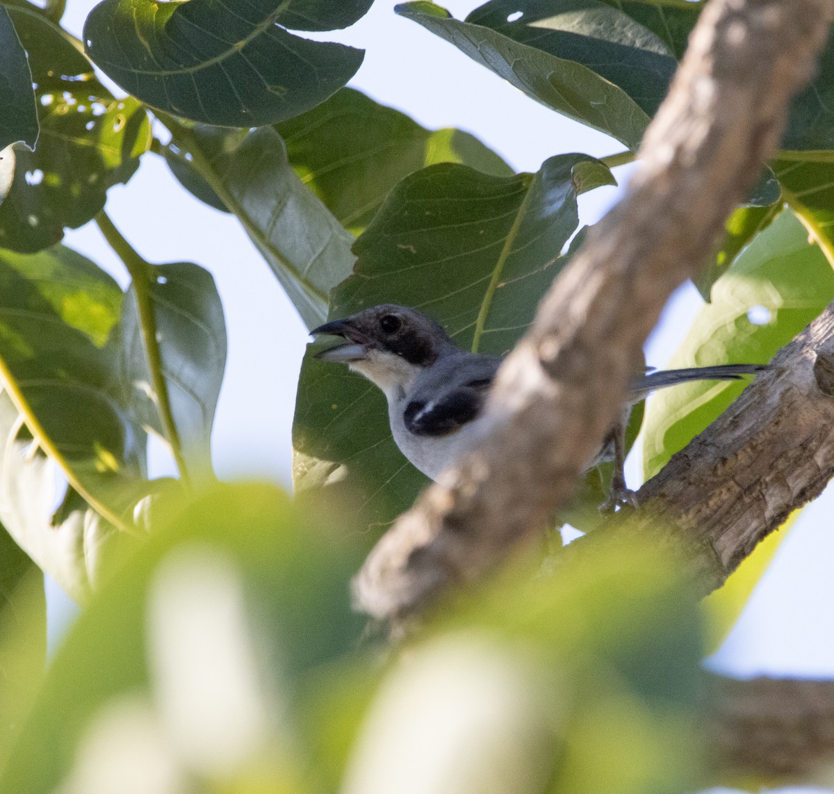 White-banded Tanager - ML620005548