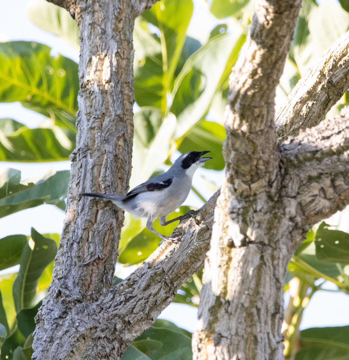 White-banded Tanager - ML620005549