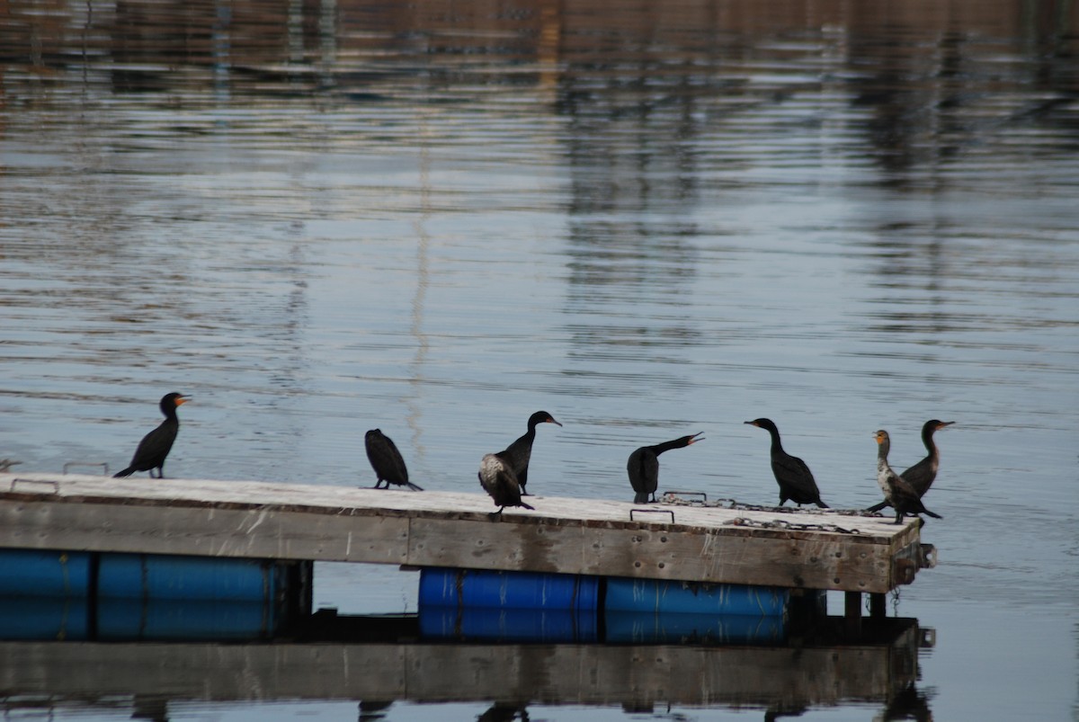 Double-crested Cormorant - ML620005551