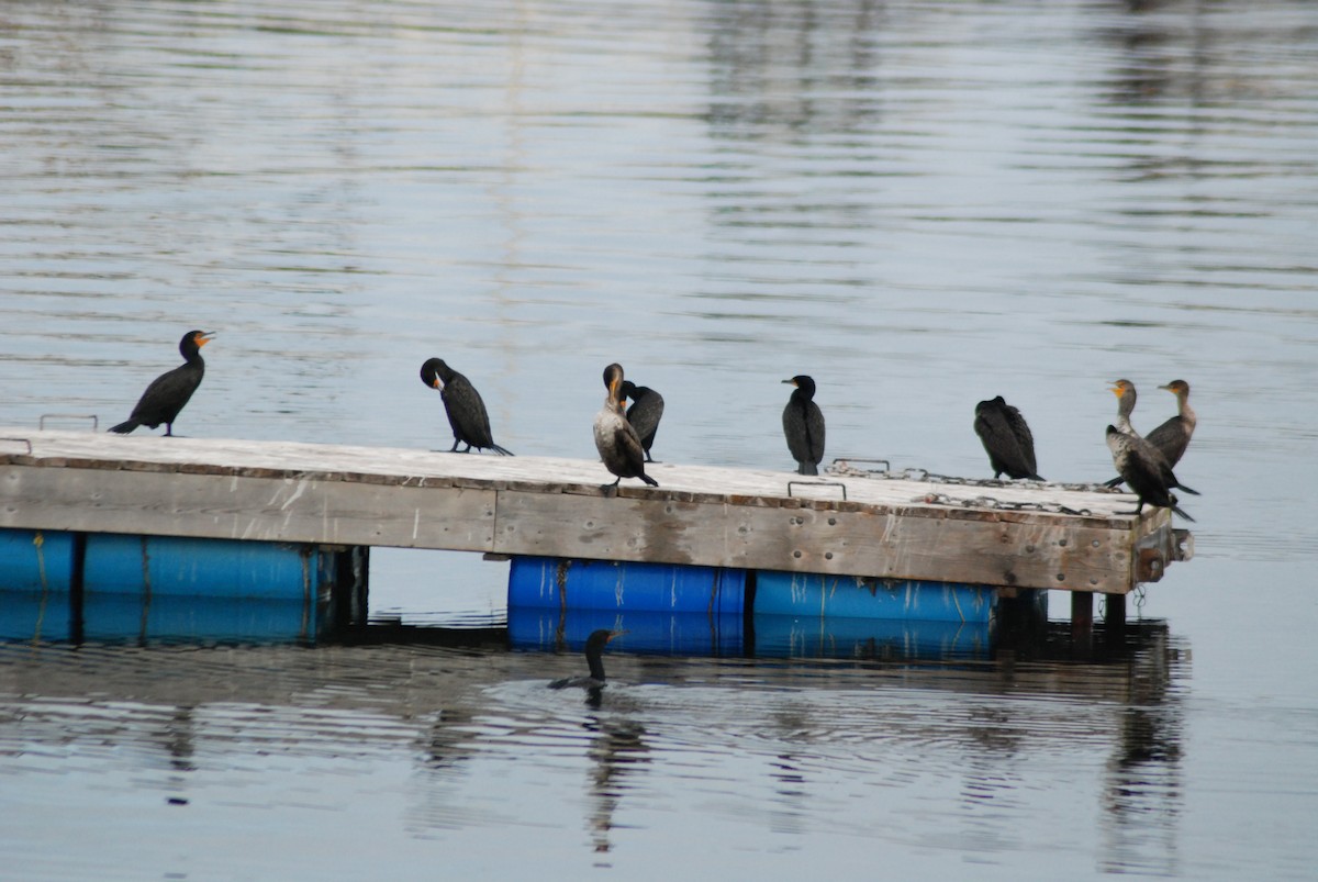 Cormoran à aigrettes - ML620005552