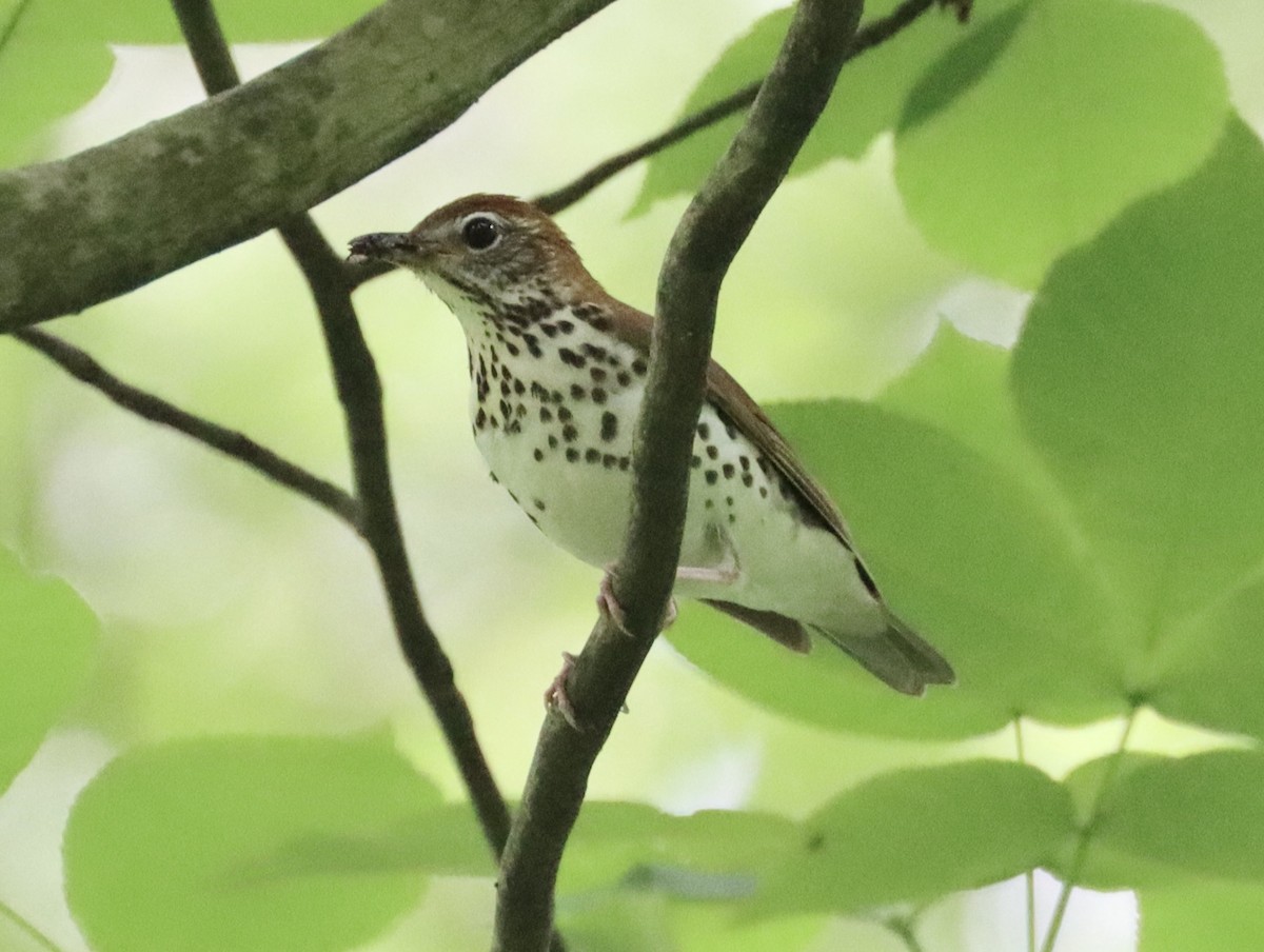 Wood Thrush - ML620005555