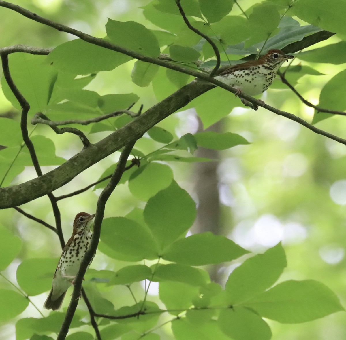 Wood Thrush - ML620005559