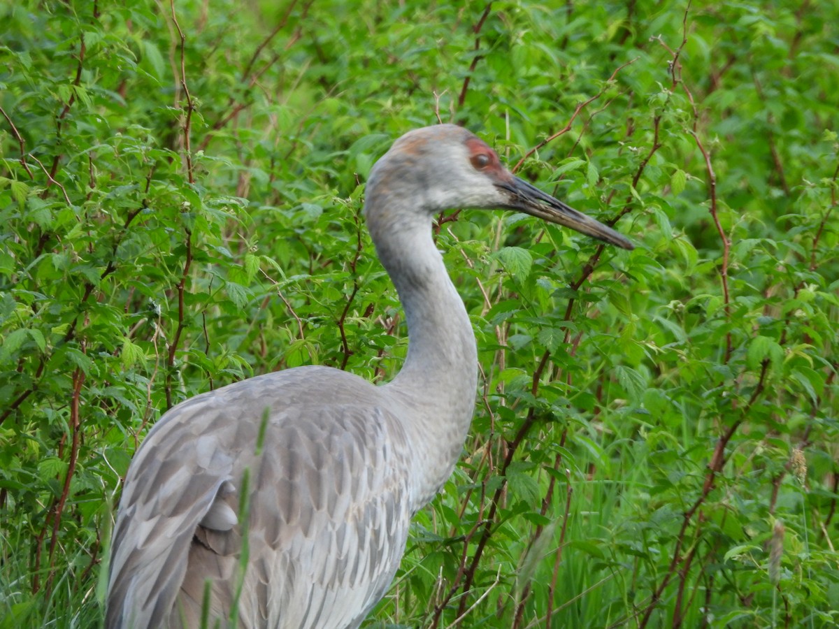 Sandhill Crane - ML620005570