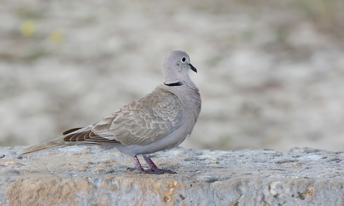 Eurasian Collared-Dove - ML620005575