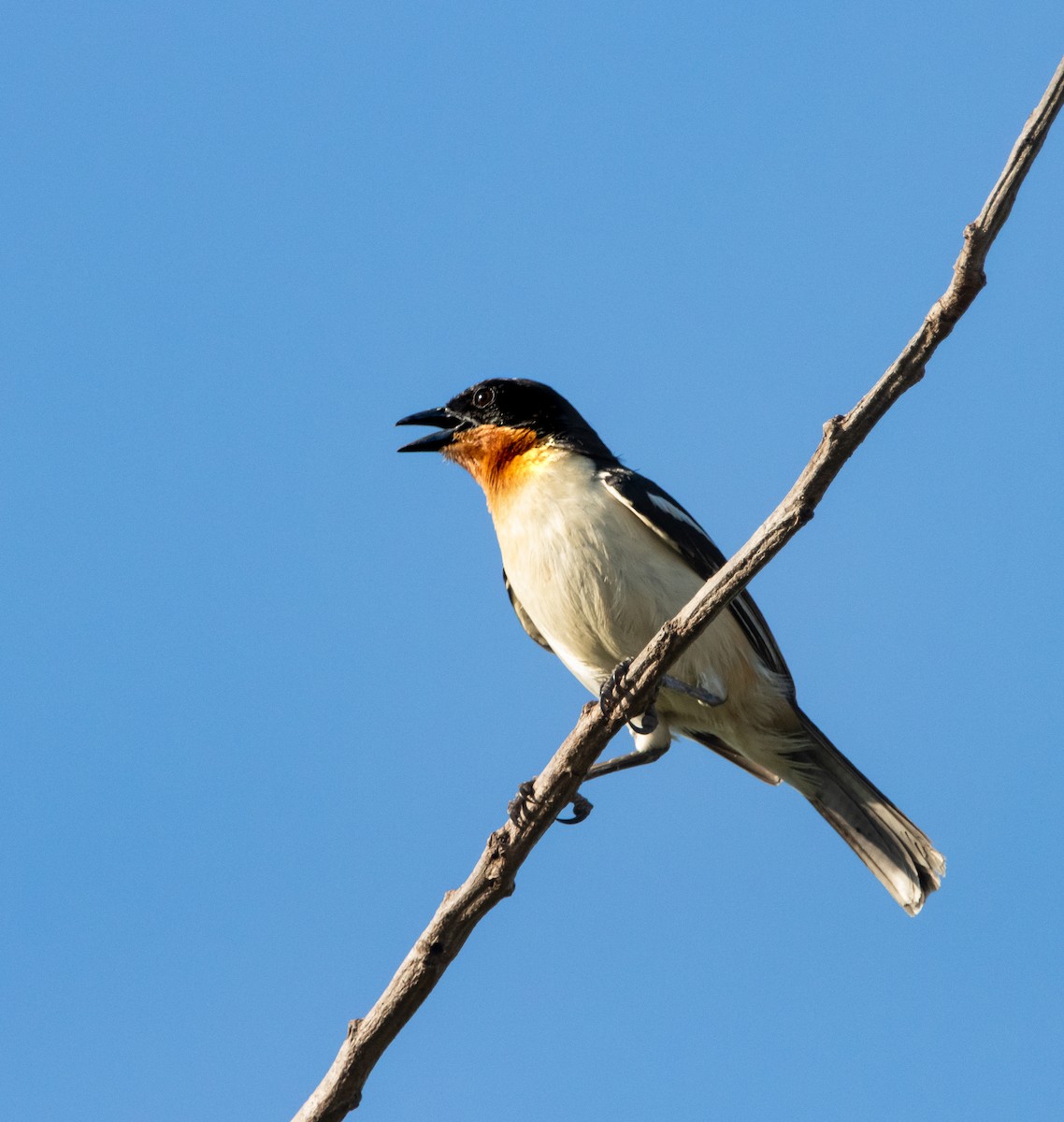 White-rumped Tanager - ML620005576