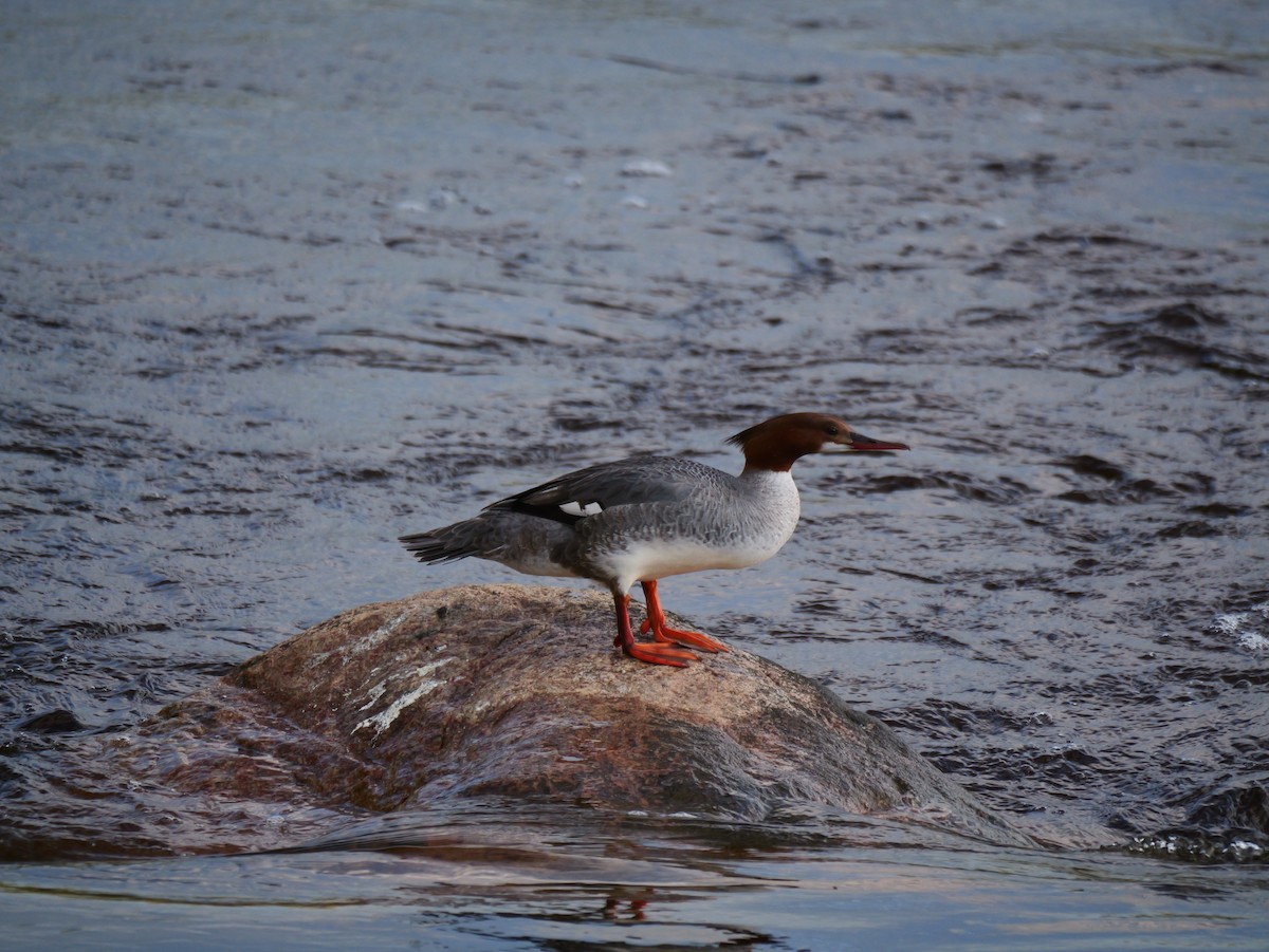 Common Merganser - ML620005578