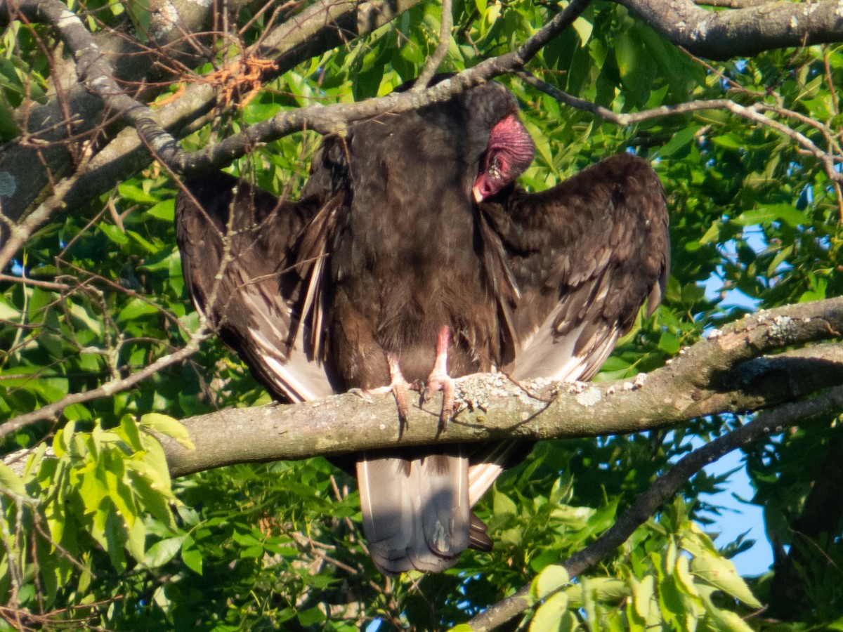 Turkey Vulture - ML620005581