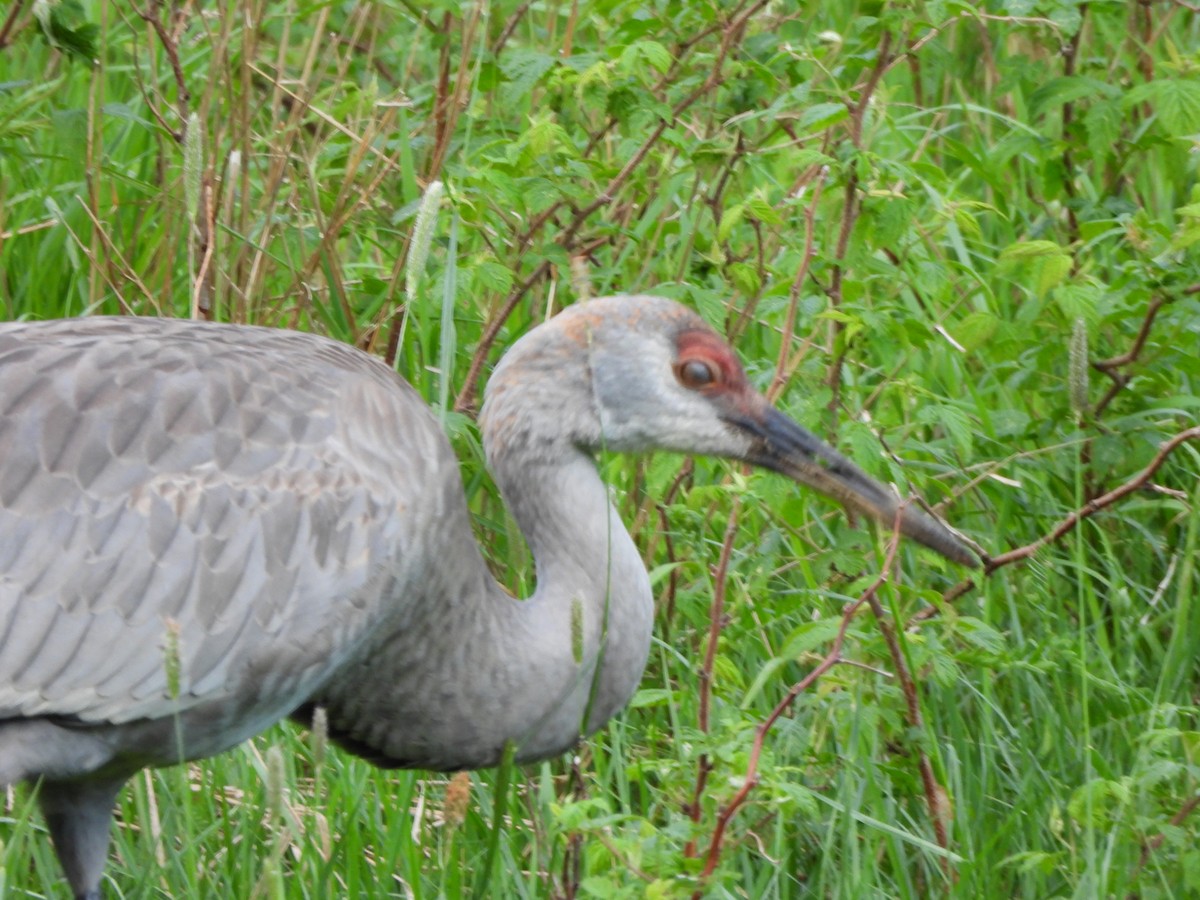 Sandhill Crane - ML620005584