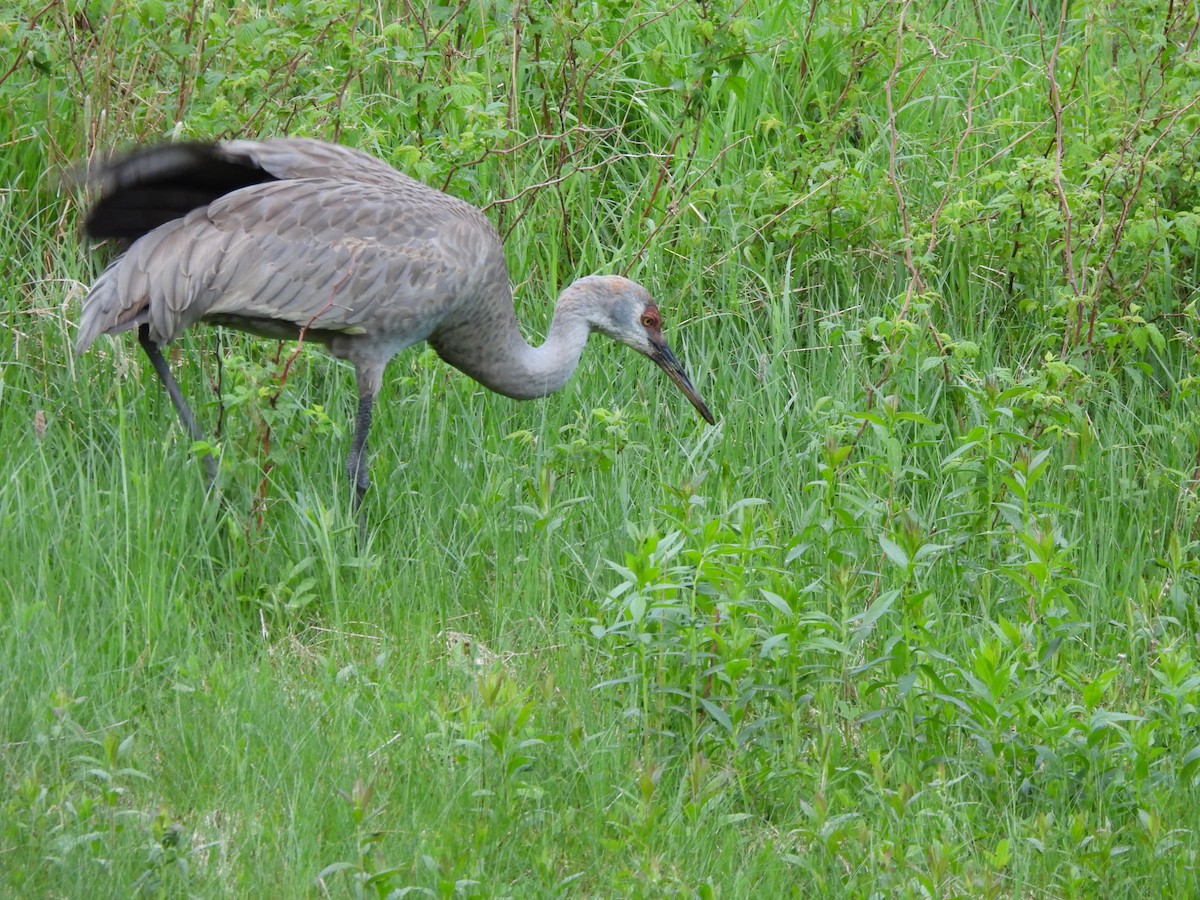 Sandhill Crane - ML620005585