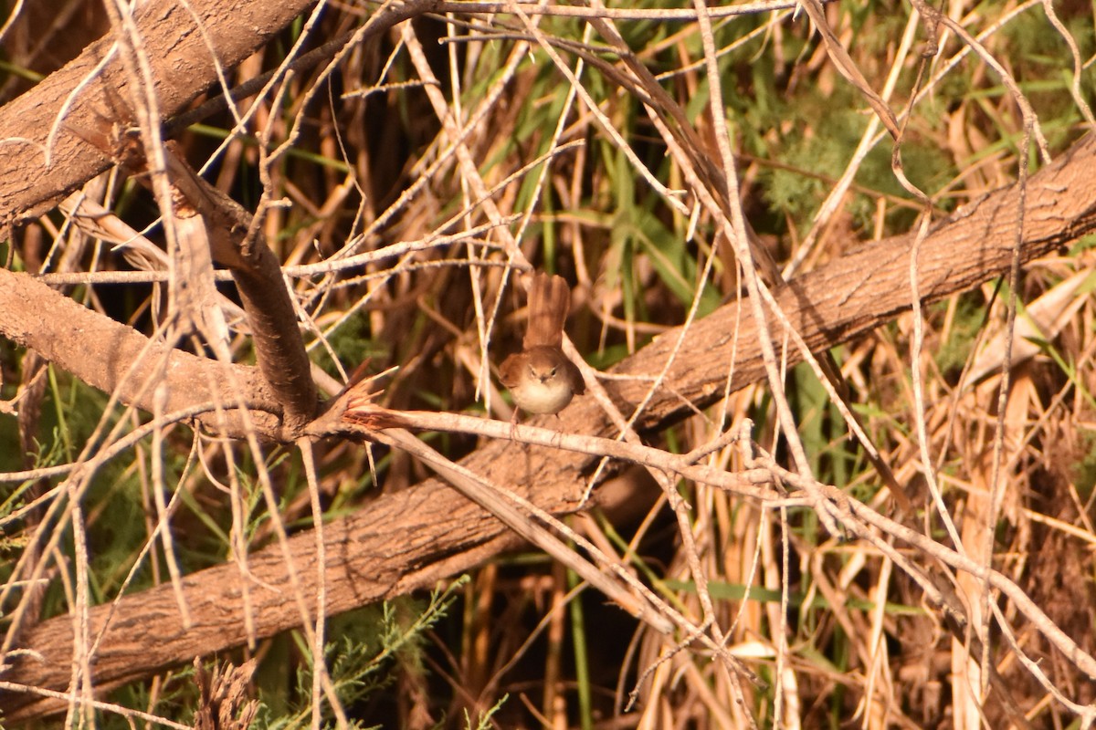 Cetti's Warbler - ML620005586