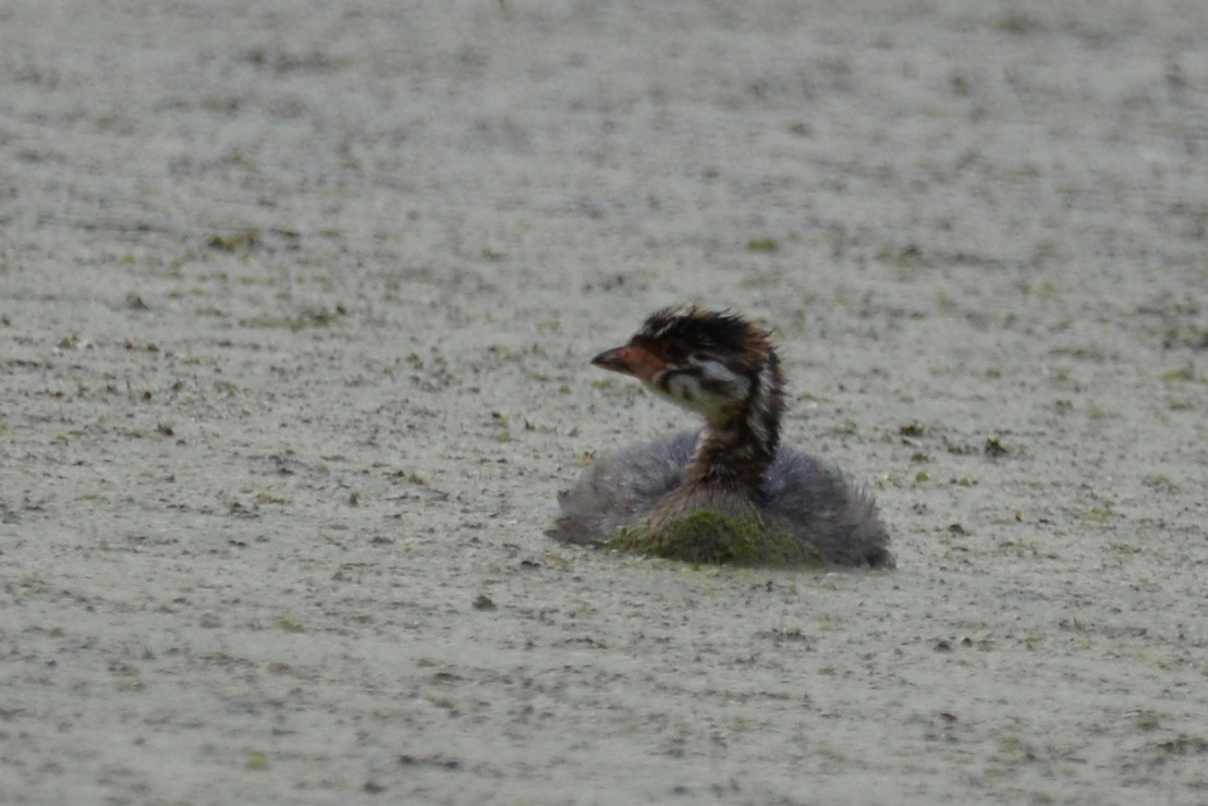 Pied-billed Grebe - ML620005591