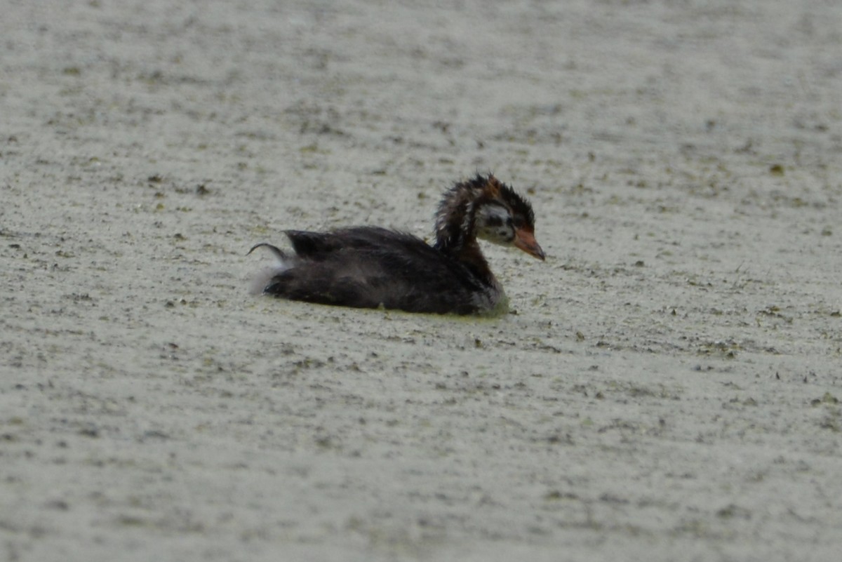 Pied-billed Grebe - ML620005592