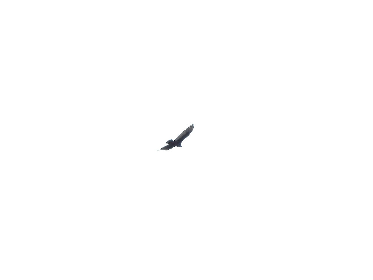 Turkey Vulture - ML620005600