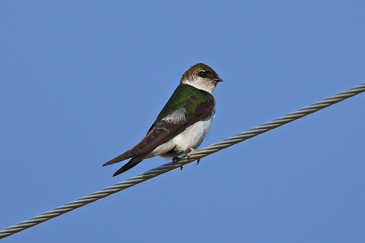 Violet-green Swallow - ML620005614