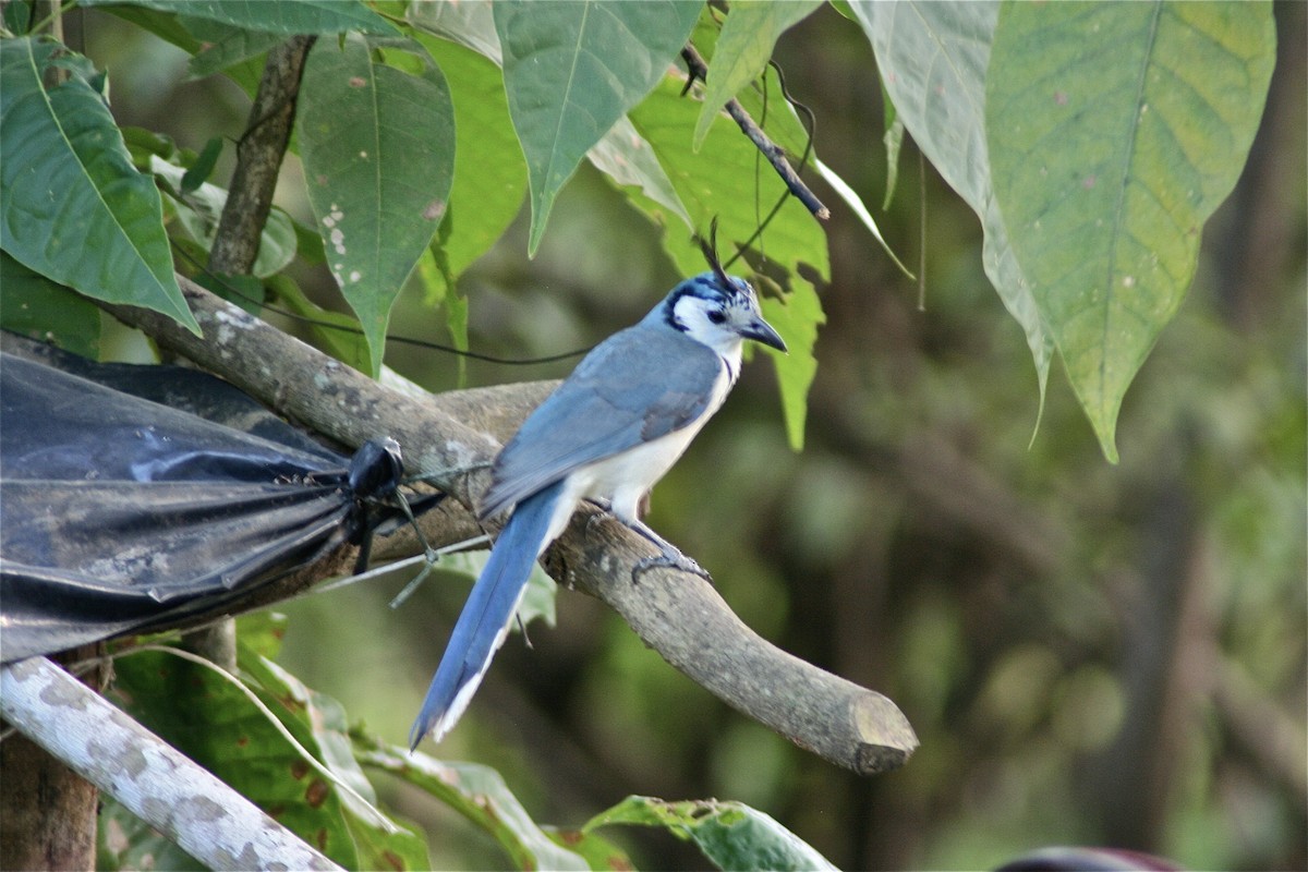 White-throated Magpie-Jay - ML620005615