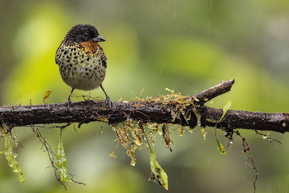 Rufous-throated Tanager - ML620005619