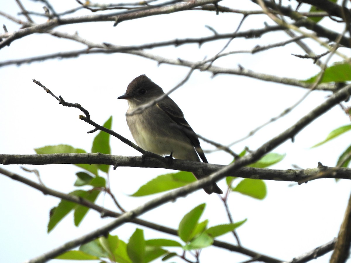 Western Wood-Pewee - ML620005622