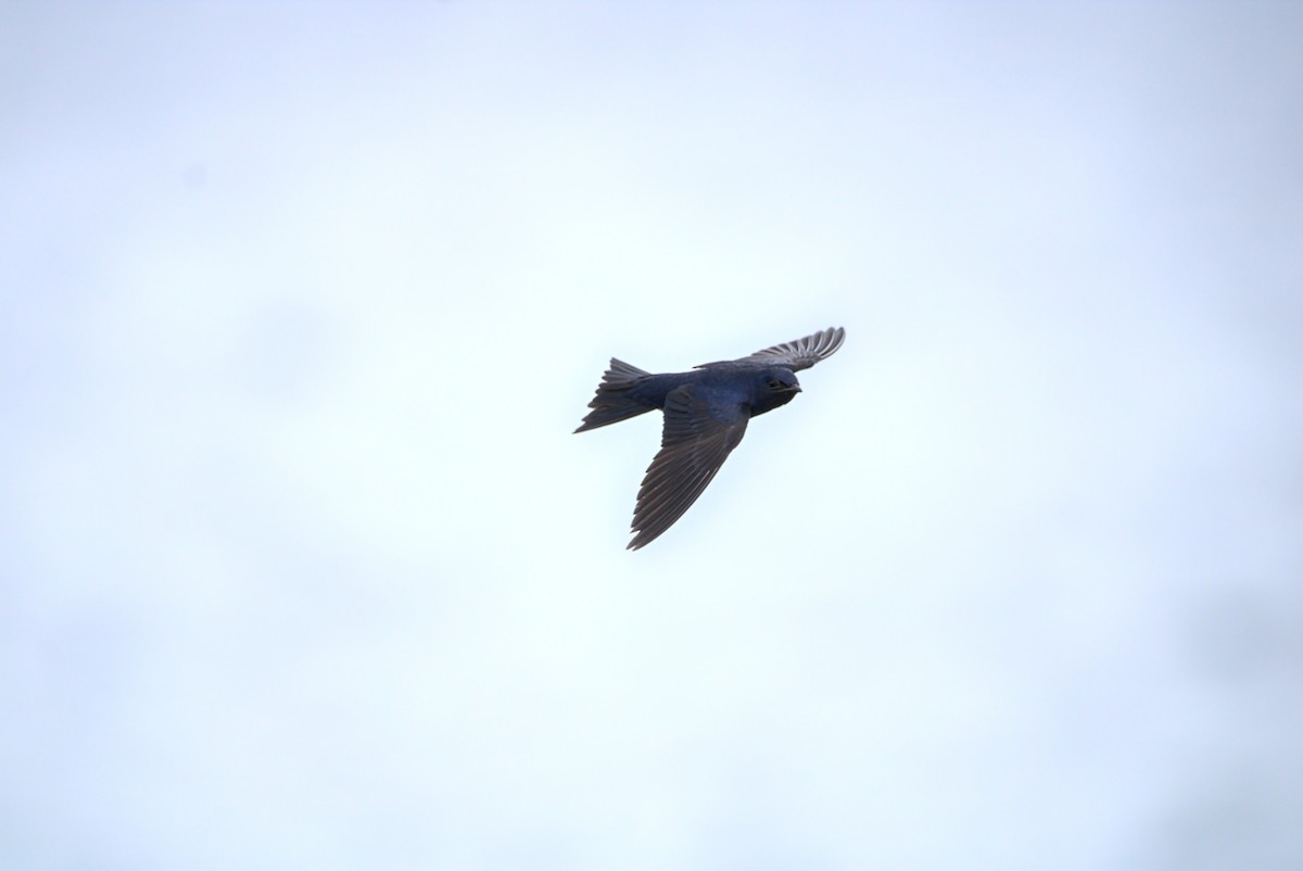 Golondrina Caribeña - ML620005624