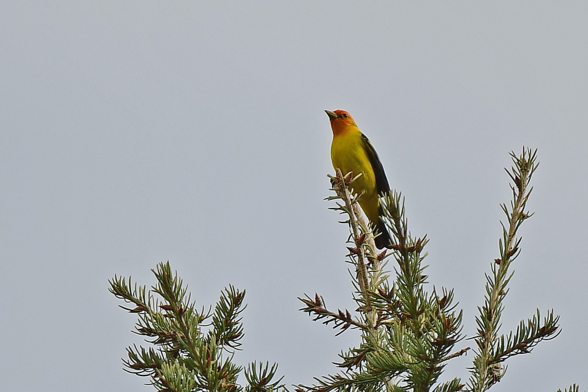 Western Tanager - ML620005635