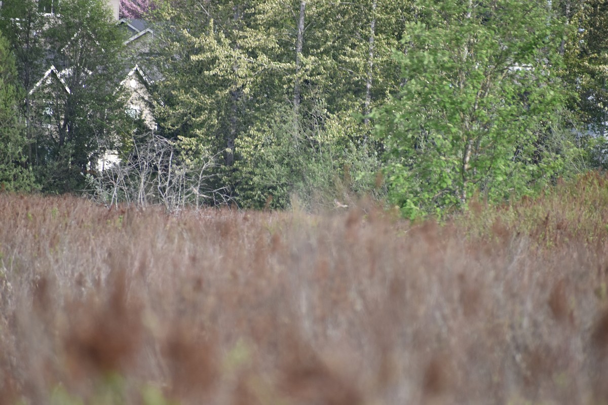 American Bittern - Sally Anderson