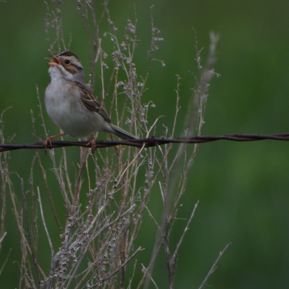 Clay-colored Sparrow - ML620005652