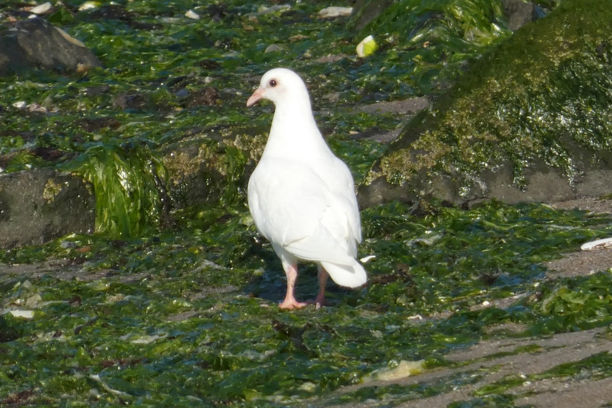 Rock Pigeon (Feral Pigeon) - ML620005653