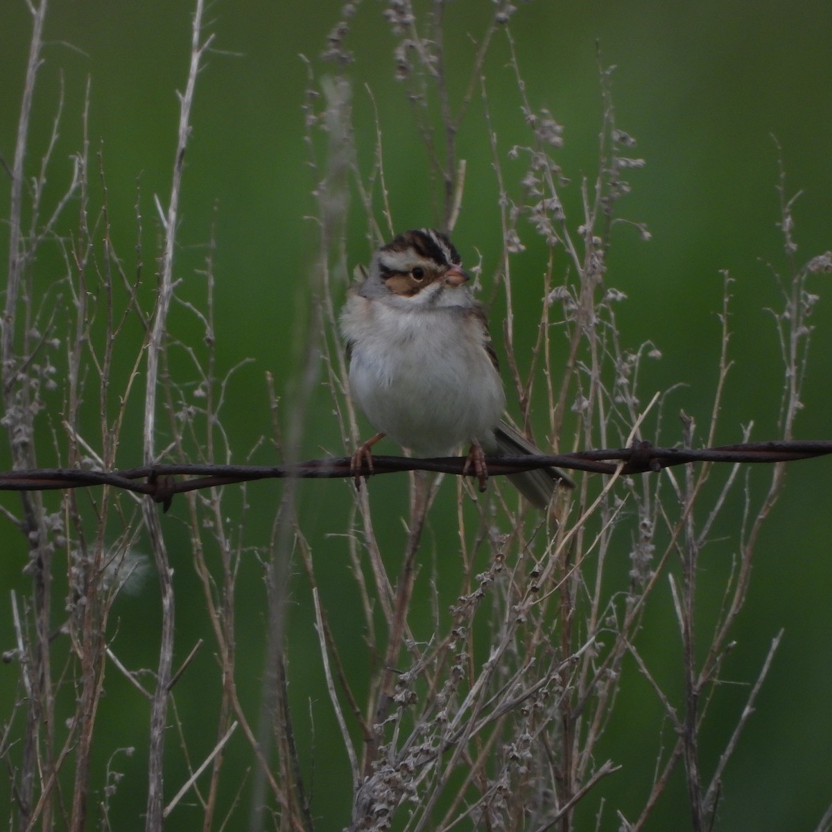 Clay-colored Sparrow - ML620005655
