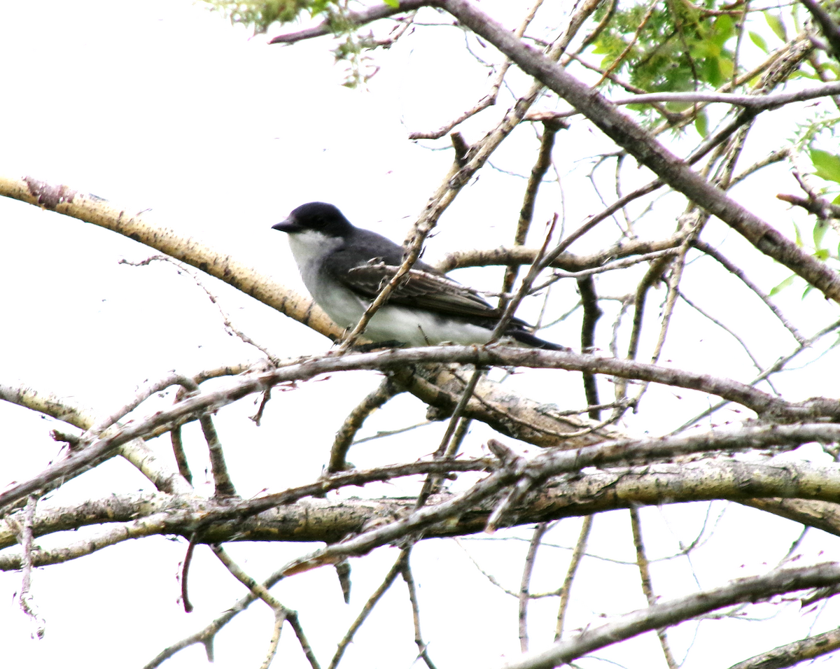 Tree Swallow - ML620005657