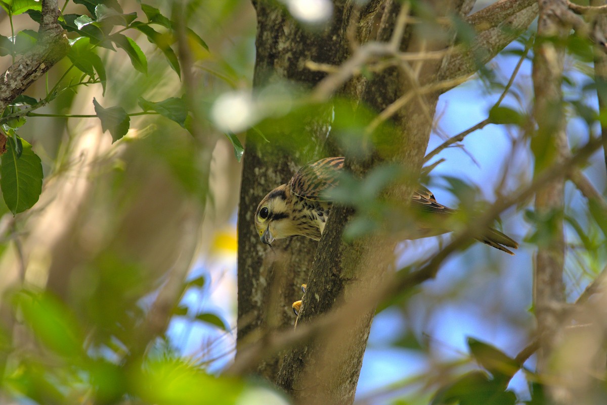 American Kestrel - ML620005659