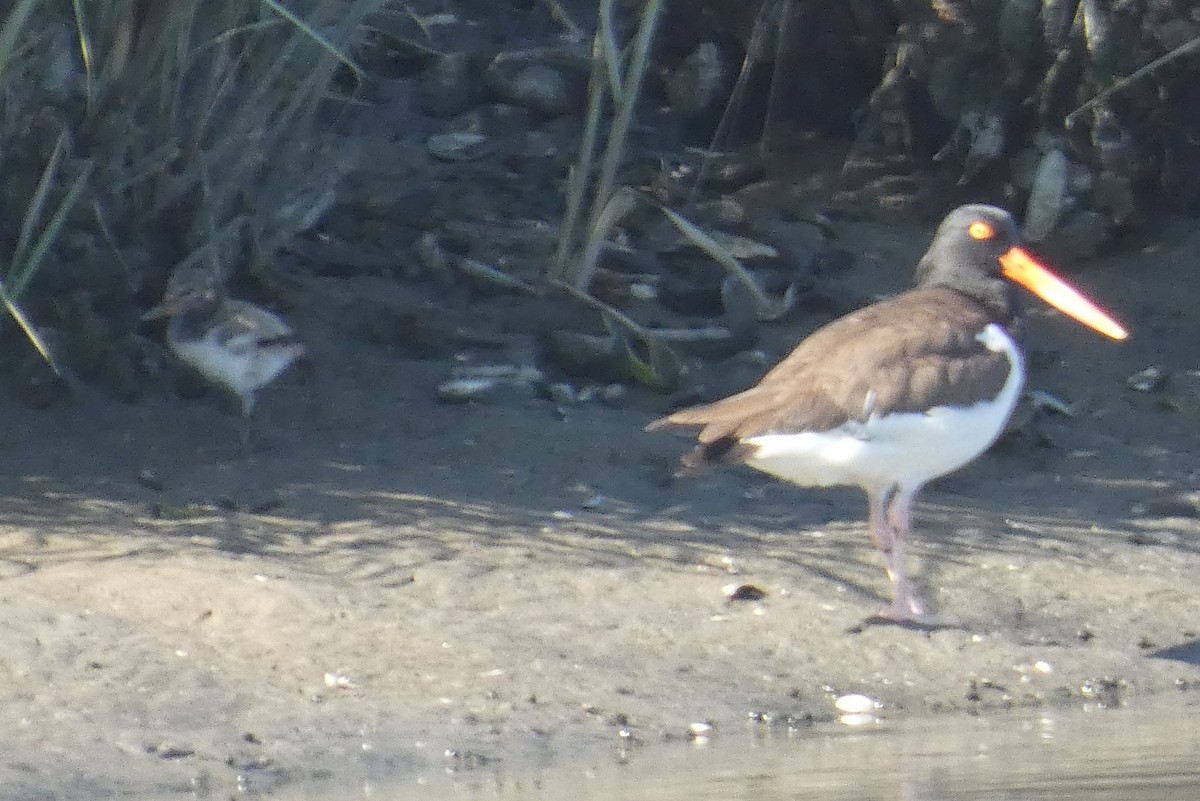 American Oystercatcher - ML620005664